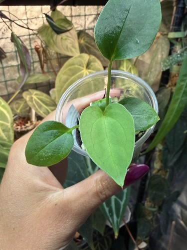 Anthurium eastern dressleri - , x