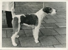 WIRE HAIRED FOX TERRIER REAL