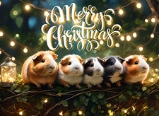 Guinea Pigs Christmas Greeting