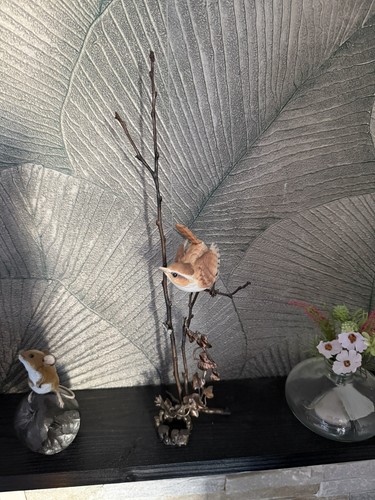 Albany worcester wren - worcester,