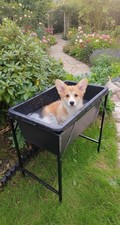 Raised dog wash - dog,