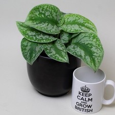 Satin Pothos - Scindapsus Pictus (13cm Pot)