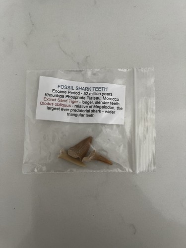 16pc genuine fossils - genuine,