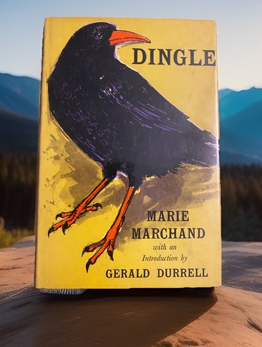 Dingle raising chough - raising, chough’