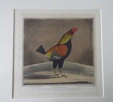 The Champion Fighting Cock