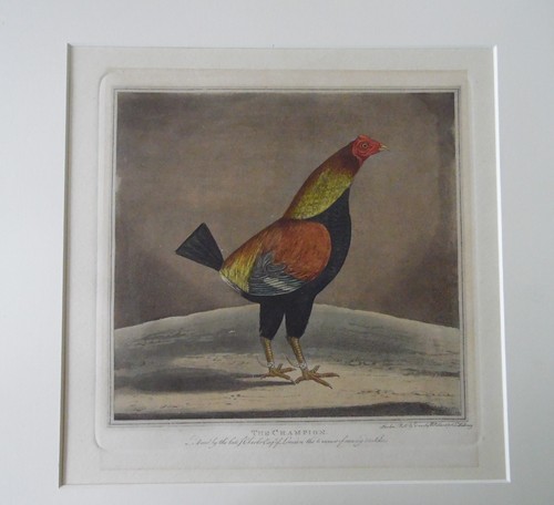 The champion fighting cock - champion,
