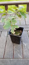 English oak starter bonsai trees 
