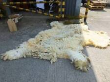 VALAIS BLACKNOSE RAM SHEEPS WASHED LARGE FLEECE. For Spinning.