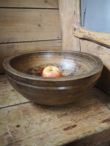 Antique spalded beech fruit - beech,