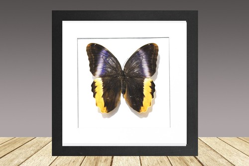 Golden edged owl - golden,