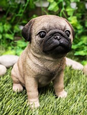 Adorable Seated Pug Puppy