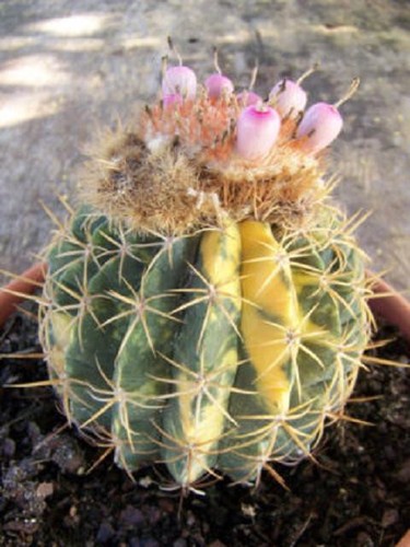 Melocactus ruestii variegated