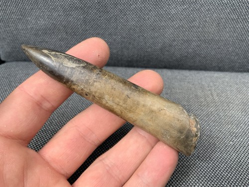 Fossil belemnite jurassic - belemnite, (jurassic