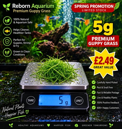 5g premium guppy - 🐠,