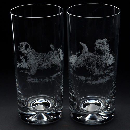 Norfolk terrier dog highball - terrier,