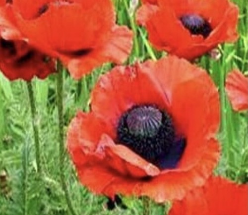 Oriental poppy papaver - poppy,