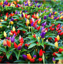 Chili Bolivian Rainbow Chili Chilli Hot Pepper Seeds FRESH UK SEEDS