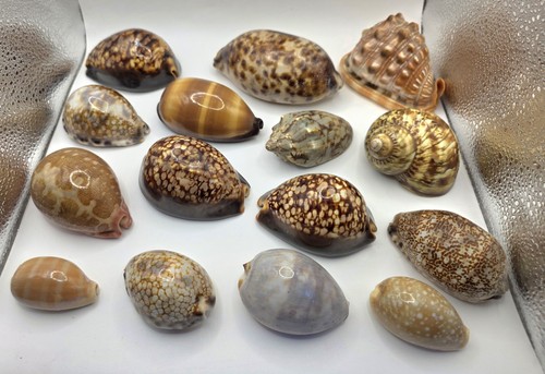 Bundle large sea - x,