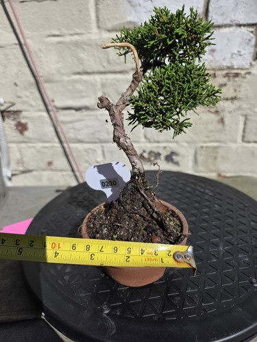 Mini juniper bonsai about - ,
