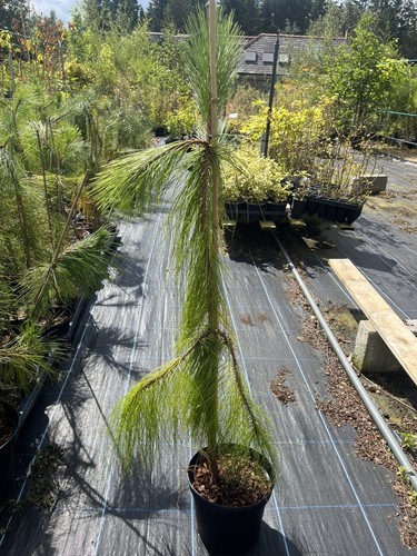 Yunnan pine conifer - conifer, tree