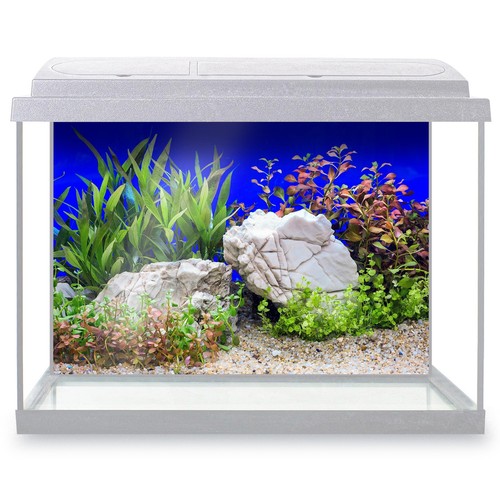 Fish tank background - fish,