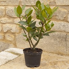 Herb Plant, Kitchen Bay