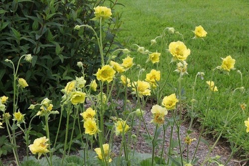 Geum banana daiquiri 9cm - 'banana, daiquiri'
