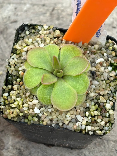 Pinguicula tonala - tonala, (tonala