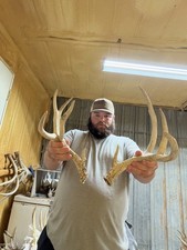 9 Point WILD Whitetail Deer