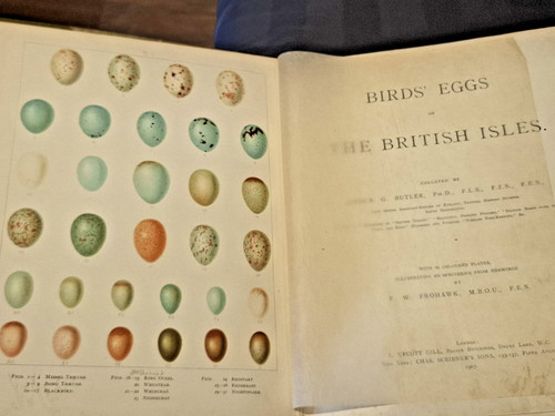 1907 birds eggs - eggs, british