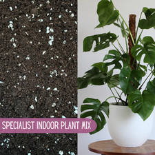 MONSTERA COMPOST (Cheese