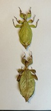 Pulchriphyllium bioculatum 2 - bioculatum, x