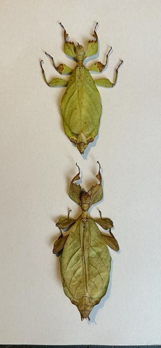 Pulchriphyllium bioculatum 2 - pulchriphyllium,
