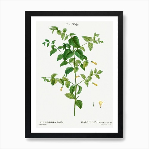 Tree fuchsia pierre joseph - tree,