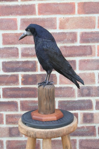 Taxidermy rook crow - .,