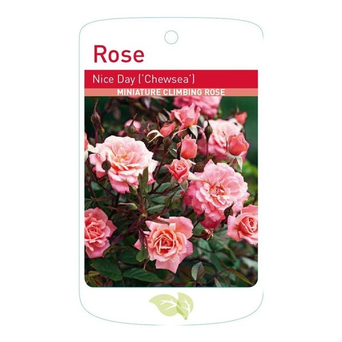 3ltr potted nice - 3ltr,