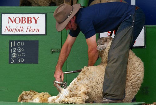 Photo 6x4 the sheep - 6x4, (2)
