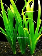 Giant Vallis Vallisneria