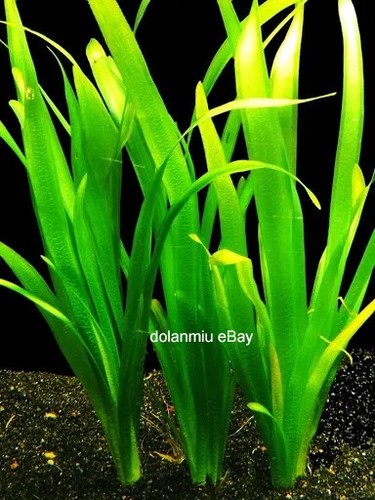 Giant vallis vallisneria - vallis,