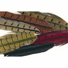 Large Pheasant Ring Neck