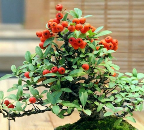Cold climate lychee bonzai - cold,