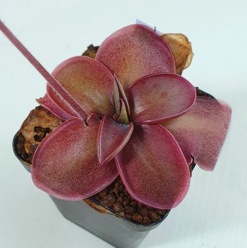 Pre sale pinguicula - pre-sale,