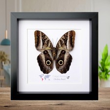 Framed Caligo illioneus
