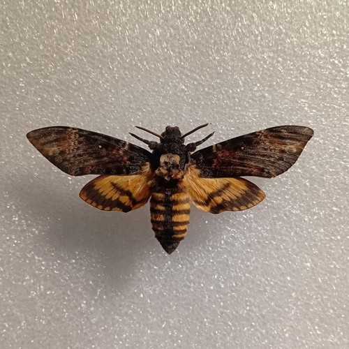 Acherontia atropos death s - acherontia, death's