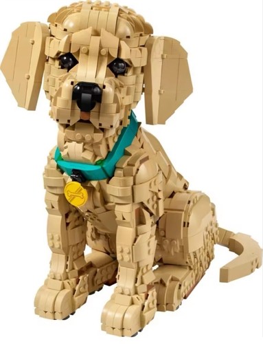 Golden retriever puppy - golden,