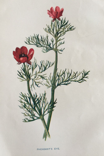 Antique print pheasant - print, eye
