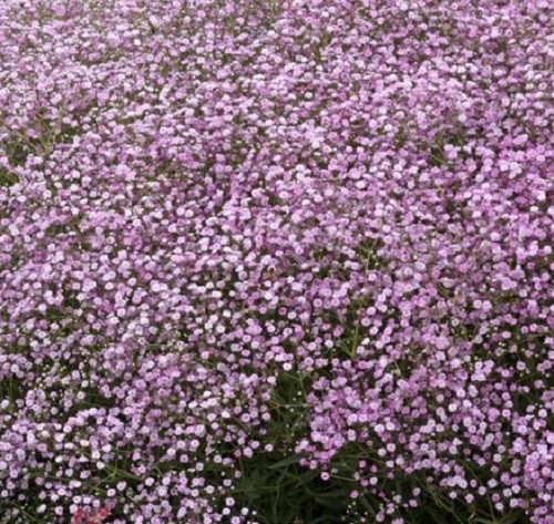 Gypsophila prostrata pink - gypsophila,