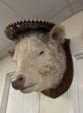 Monumental White Charolais