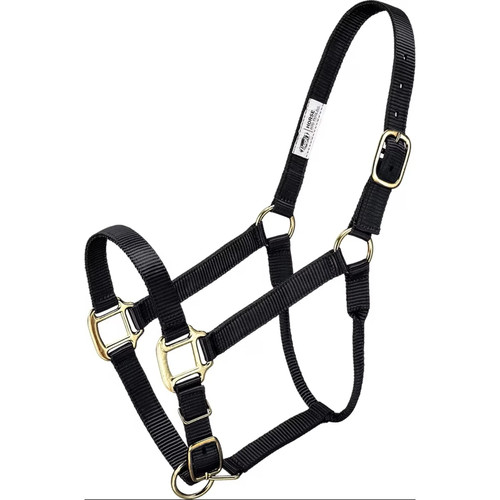 Ozark premium miniature horse - ozark,