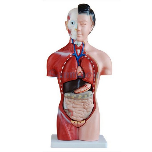 Human 42cm female - human,